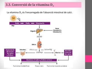 La vitamina D3 és l’encarregada de l'absorció intestinal de calci.
3.3. Conversió de la vitamina D3
 