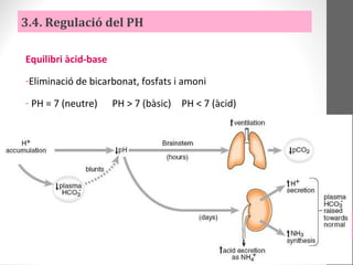 Equilibri àcid-base
-Eliminació de bicarbonat, fosfats i amoni
- PH = 7 (neutre) PH > 7 (bàsic) PH < 7 (àcid)
3.4. Regulació del PH
 