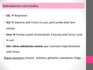 Substàncies excretades
• CO2  Respiratori .
• H2O  Sobretot amb l’orina i la suor, però també amb l’aire
exhalat.
• Urea  Format a partir d’aminoàcids. S’excreta amb l’orina i amb
la suor.
• Sals i altres substàncies nocives que s’excreten majoritàriament
amb l’orina.
Òrgans excretors: ronyons, pulmons, glàndules sudorípares i fetge.
 