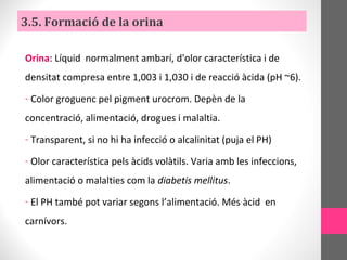 Orina: Líquid normalment ambarí, d'olor característica i de
densitat compresa entre 1,003 i 1,030 i de reacció àcida (pH ~6).
- Color groguenc pel pigment urocrom. Depèn de la
concentració, alimentació, drogues i malaltia.
- Transparent, si no hi ha infecció o alcalinitat (puja el PH)
- Olor característica pels àcids volàtils. Varia amb les infeccions,
alimentació o malalties com la diabetis mellitus.
- El PH també pot variar segons l’alimentació. Més àcid en
carnívors.
3.5. Formació de la orina
 