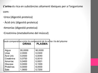 L’orina és rica en substàncies altament tòxiques per a l’organisme
com:
-Urea (digestió proteica)
- Àcid úric (digestió proteica)
-Amoníac (digestió proteica)
-Creatinina (metabolisme del múscul)
Taula comparativa entre la composició de la orina i la del plasma
 