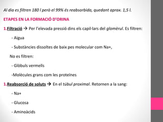 Al dia es filtren 180 l però el 99% és reabsorbida, quedant aprox. 1,5 l.
ETAPES EN LA FORMACIÓ D’ORINA
1.Filtració  Per l’elevada pressió dins els capil·lars del glomèrul. Es filtren:
- Aigua
- Substàncies dissoltes de baix pes molecular com Na+,
No es filtren:
- Glòbuls vermells
-Molècules grans com les proteïnes
1.Reabsorció de soluts  En el túbul proximal. Retornen a la sang:
- Na+
- Glucosa
- Aminoàcids
 