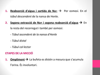 1. Reabsorció d'aigua i sortida de Na+  Per osmosi. En el
túbul descendent de la nansa de Henle.
2. Segona extracció de Na+ i segona reabsorció d'aigua  En
la resta del recorregut i també per osmosi:
- Túbul ascendent de la nansa d'Henle
- Túbul distal
- Túbul col·lector
ETAPES DE LA MICCIÓ
1. Ompliment  La bufeta es distén a mesura que s’acumula
l’orina. És involuntari.
 