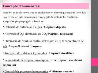 •Obtenció de nutrients i d’aigua  Aparell digestiu
•Aportació d’O2 i eliminació de CO2 Aparell respiratori
•Eliminació de residus i control del volum d’H2O i concentració de
sals Aparell urinari (ronyons)
•Transport de nutrients, O2 i residus  Aparell circulatori
•Regulació de la temperatura corporal  Pell, aparell circulatori i
respiratori
•Control dels processos homeostàtics  Sistema nerviós i
Concepte d'homeòstasi
Equilibri entre els canvis que es produeixen en el medi que envolta la cèl·lula
(intercel·lular) i els mecanismes encarregats de restituir les condicions
adequades perquè puguin sobreviure
 