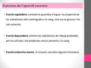 Funcions de l’aparell excretor
• Funció reguladora: controla la quantitat d’aigua i la proporció de
les substàncies útils contingudes a la sang, com ara la glucosa i les
sals minerals.
• Funció depuradora: elimina les substàncies de rebuig produïdes
per les cèl·lules i els productes nocius presents a la sang.
• Funció endocrina menor: el ronyons secreten algunes hormones
 