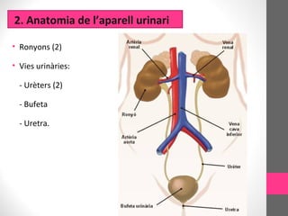 • Ronyons (2)
• Vies urinàries:
- Urèters (2)
- Bufeta
- Uretra.
2. Anatomia de l’aparell urinari
 