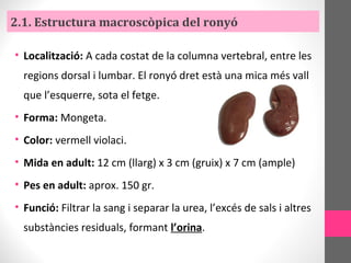 2.1. Estructura macroscòpica del ronyó
• Localització: A cada costat de la columna vertebral, entre les
regions dorsal i lumbar. El ronyó dret està una mica més vall
que l’esquerre, sota el fetge.
• Forma: Mongeta.
• Color: vermell violaci.
• Mida en adult: 12 cm (llarg) x 3 cm (gruix) x 7 cm (ample)
• Pes en adult: aprox. 150 gr.
• Funció: Filtrar la sang i separar la urea, l’excés de sals i altres
substàncies residuals, formant l’orina.
 