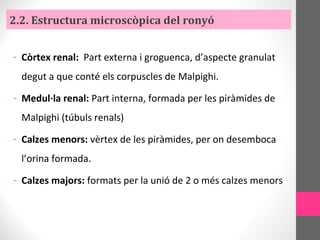 2.2. Estructura microscòpica del ronyó
- Còrtex renal: Part externa i groguenca, d’aspecte granulat
degut a que conté els corpuscles de Malpighi.
- Medul·la renal: Part interna, formada per les piràmides de
Malpighi (túbuls renals)
- Calzes menors: vèrtex de les piràmides, per on desemboca
l’orina formada.
- Calzes majors: formats per la unió de 2 o més calzes menors
 