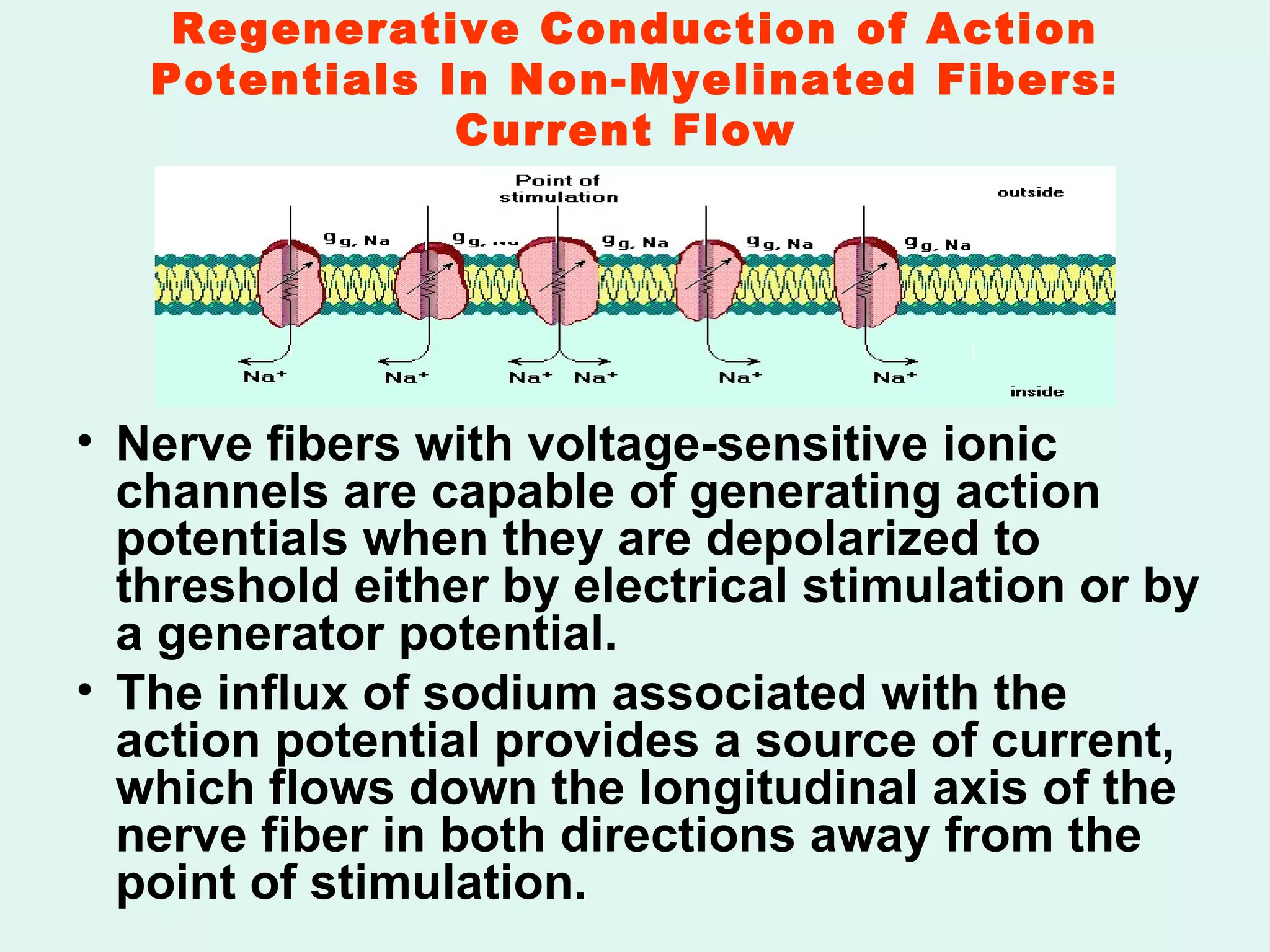 Regenerative Conduction of Action Potentials In Non-Myelinated Fibers: Current Flow  Nerve fibers with voltage-sensitive ionic channels are capable of generating action potentials when they are depolarized to threshold either by electrical stimulation or by a generator potential. The influx of sodium associated with the action potential provides a source of current, which flows down the longitudinal axis of the nerve fiber in both directions away from the point of stimulation. 