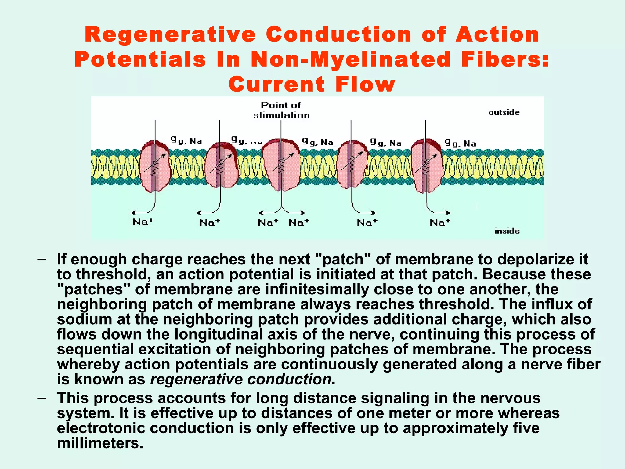 Regenerative Conduction of Action Potentials In Non-Myelinated Fibers: Current Flow If enough charge reaches the next "patch" of membrane to depolarize it to threshold, an action potential is initiated at that patch. Because these "patches" of membrane are infinitesimally close to one another, the neighboring patch of membrane always reaches threshold. The influx of sodium at the neighboring patch provides additional charge, which also flows down the longitudinal axis of the nerve, continuing this process of sequential excitation of neighboring patches of membrane. The process whereby action potentials are continuously generated along a nerve fiber is known as  regenerative conduction .  This process accounts for long distance signaling in the nervous system. It is effective up to distances of one meter or more whereas electrotonic conduction is only effective up to approximately five millimeters. 