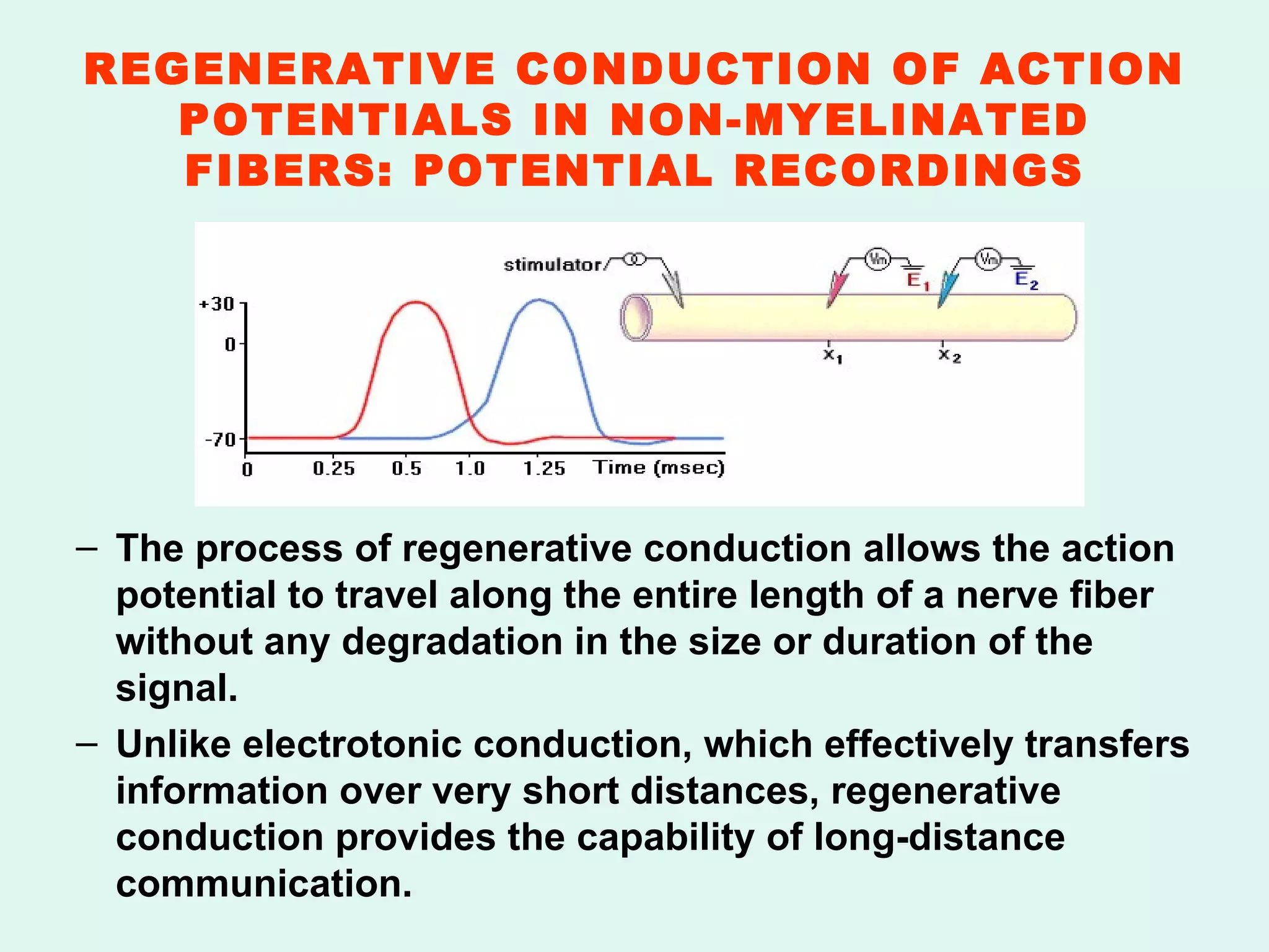 REGENERATIVE CONDUCTION OF ACTION POTENTIALS IN NON-MYELINATED FIBERS: POTENTIAL RECORDINGS The process of regenerative conduction allows the action potential to travel along the entire length of a nerve fiber without any degradation in the size or duration of the signal. Unlike electrotonic conduction, which effectively transfers information over very short distances, regenerative conduction provides the capability of long-distance communication. 