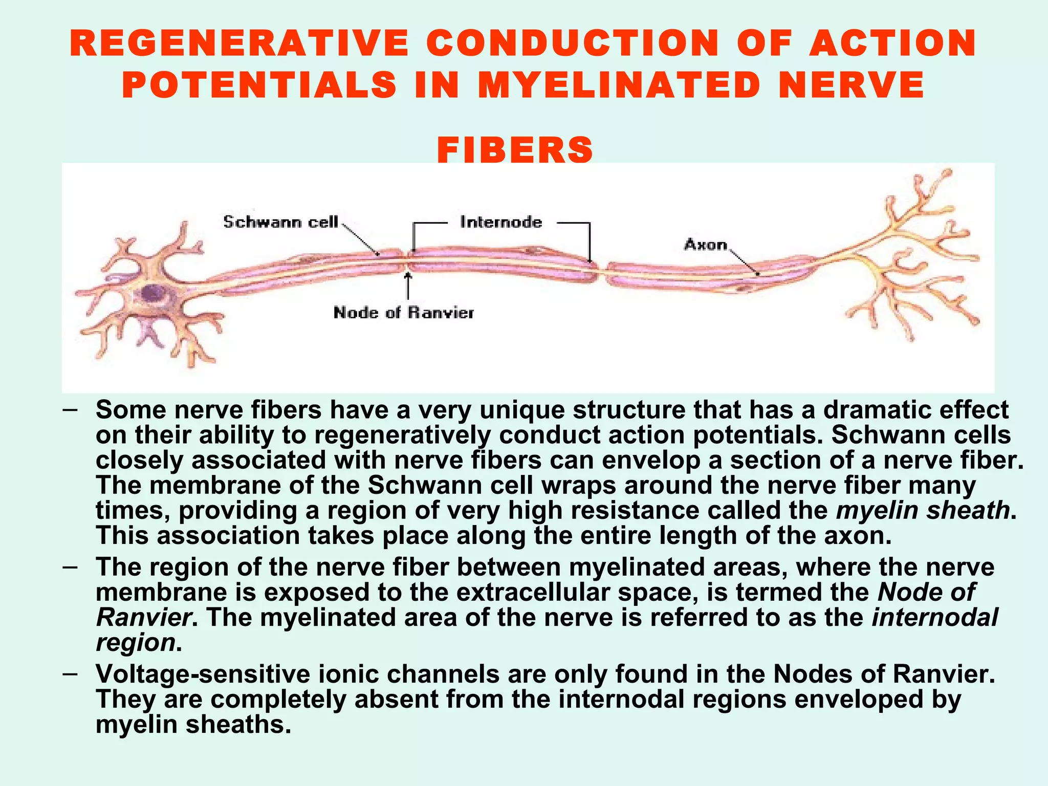 REGENERATIVE CONDUCTION OF ACTION POTENTIALS IN MYELINATED NERVE FIBERS   Some nerve fibers have a very unique structure that has a dramatic effect on their ability to regeneratively conduct action potentials. Schwann cells closely associated with nerve fibers can envelop a section of a nerve fiber. The membrane of the Schwann cell wraps around the nerve fiber many times, providing a region of very high resistance called the  myelin sheath . This association takes place along the entire length of the axon. The region of the nerve fiber between myelinated areas, where the nerve membrane is exposed to the extracellular space, is termed the  Node of Ranvier . The myelinated area of the nerve is referred to as the  internodal region . Voltage-sensitive ionic channels are only found in the Nodes of Ranvier. They are completely absent from the internodal regions enveloped by myelin sheaths. 