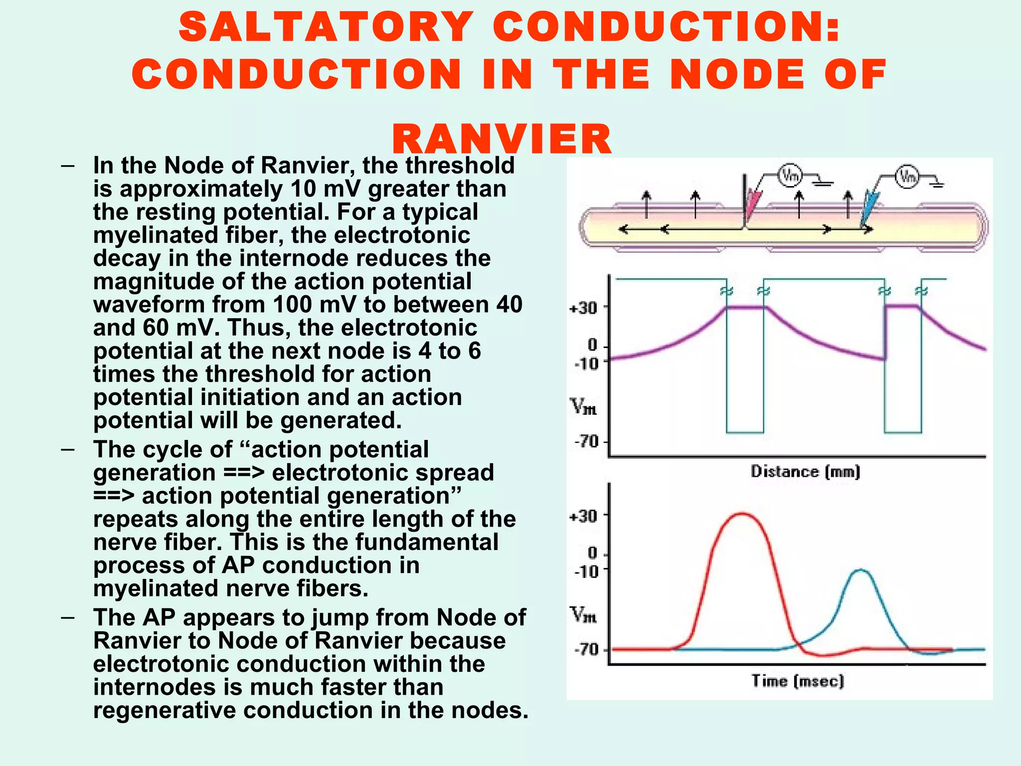 SALTATORY CONDUCTION: CONDUCTION IN THE NODE OF RANVIER   In the Node of Ranvier, the threshold is approximately 10 mV greater than the resting potential. For a typical myelinated fiber, the electrotonic decay in the internode reduces the magnitude of the action potential waveform from 100 mV to between 40 and 60 mV. Thus, the electrotonic potential at the next node is 4 to 6 times the threshold for action potential initiation and an action potential will be generated. The cycle of “action potential generation ==> electrotonic spread ==> action potential generation” repeats along the entire length of the nerve fiber. This is the fundamental process of AP conduction in myelinated nerve fibers. The AP appears to jump from Node of Ranvier to Node of Ranvier because electrotonic conduction within the internodes is much faster than regenerative conduction in the nodes. 