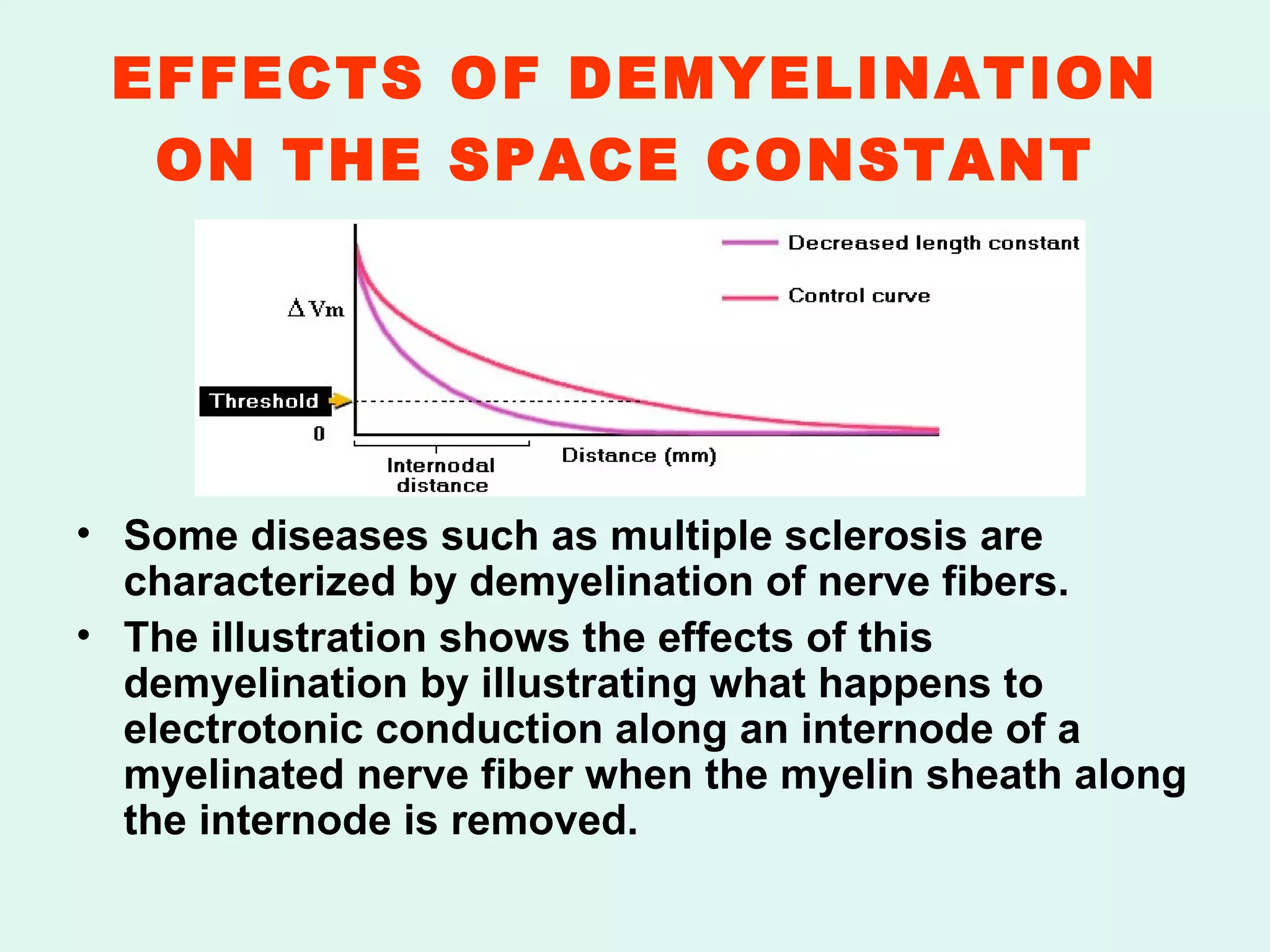 EFFECTS OF DEMYELINATION ON THE SPACE CONSTANT   Some diseases such as multiple sclerosis are characterized by demyelination of nerve fibers. The illustration shows the effects of this demyelination by illustrating what happens to electrotonic conduction along an internode of a myelinated nerve fiber when the myelin sheath along the internode is removed.   
