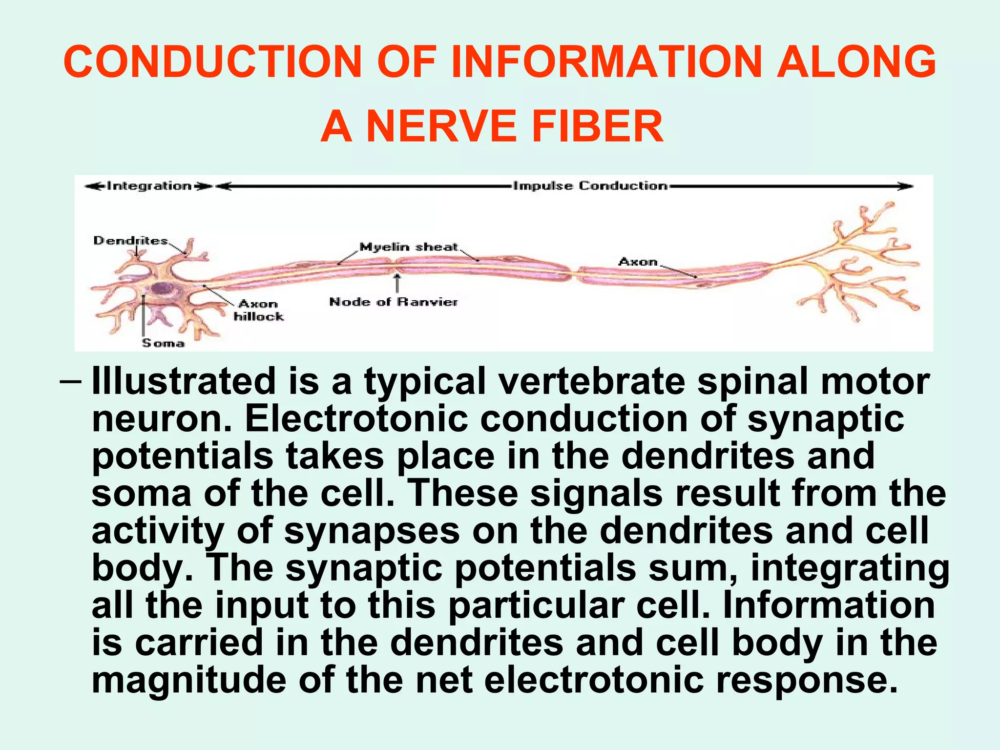 CONDUCTION OF INFORMATION ALONG A NERVE FIBER   Illustrated is a typical vertebrate spinal motor neuron. Electrotonic conduction of synaptic potentials takes place in the dendrites and soma of the cell. These signals result from the activity of synapses on the dendrites and cell body. The synaptic potentials sum, integrating all the input to this particular cell. Information is carried in the dendrites and cell body in the magnitude of the net electrotonic response. 