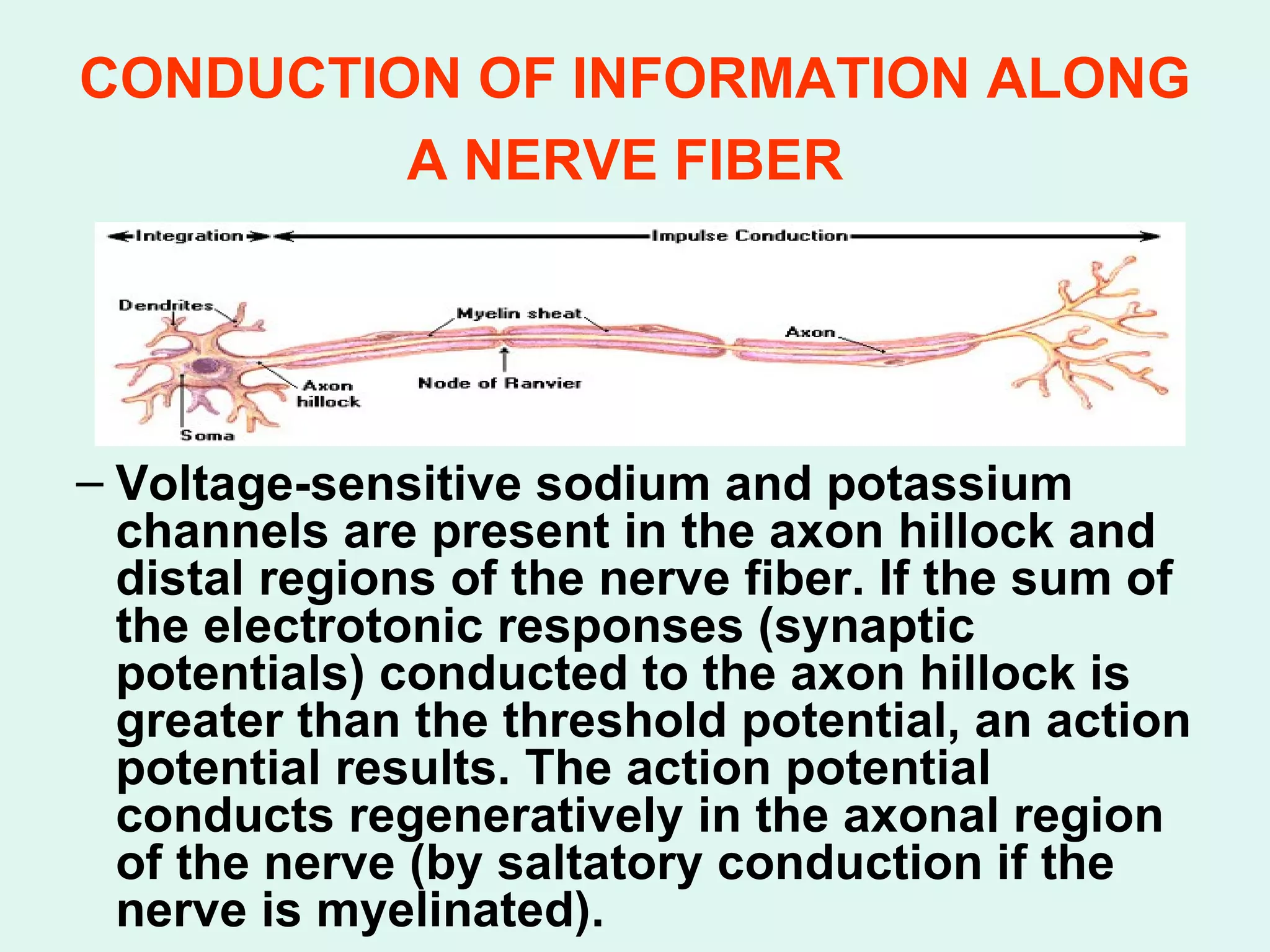 CONDUCTION OF INFORMATION ALONG A NERVE FIBER   Voltage-sensitive sodium and potassium channels are present in the axon hillock and distal regions of the nerve fiber. If the sum of the electrotonic responses (synaptic potentials) conducted to the axon hillock is greater than the threshold potential, an action potential results. The action potential conducts regeneratively in the axonal region of the nerve (by saltatory conduction if the nerve is myelinated). 