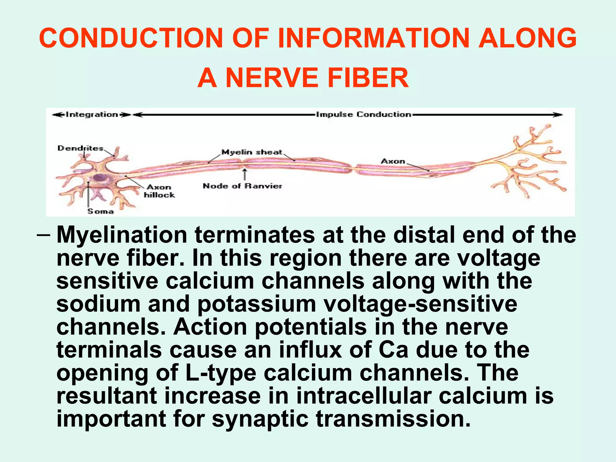 CONDUCTION OF INFORMATION ALONG A NERVE FIBER   Myelination terminates at the distal end of the nerve fiber. In this region there are voltage sensitive calcium channels along with the sodium and potassium voltage-sensitive channels. Action potentials in the nerve terminals cause an influx of Ca due to the opening of L-type calcium channels. The resultant increase in intracellular calcium is important for synaptic transmission. 