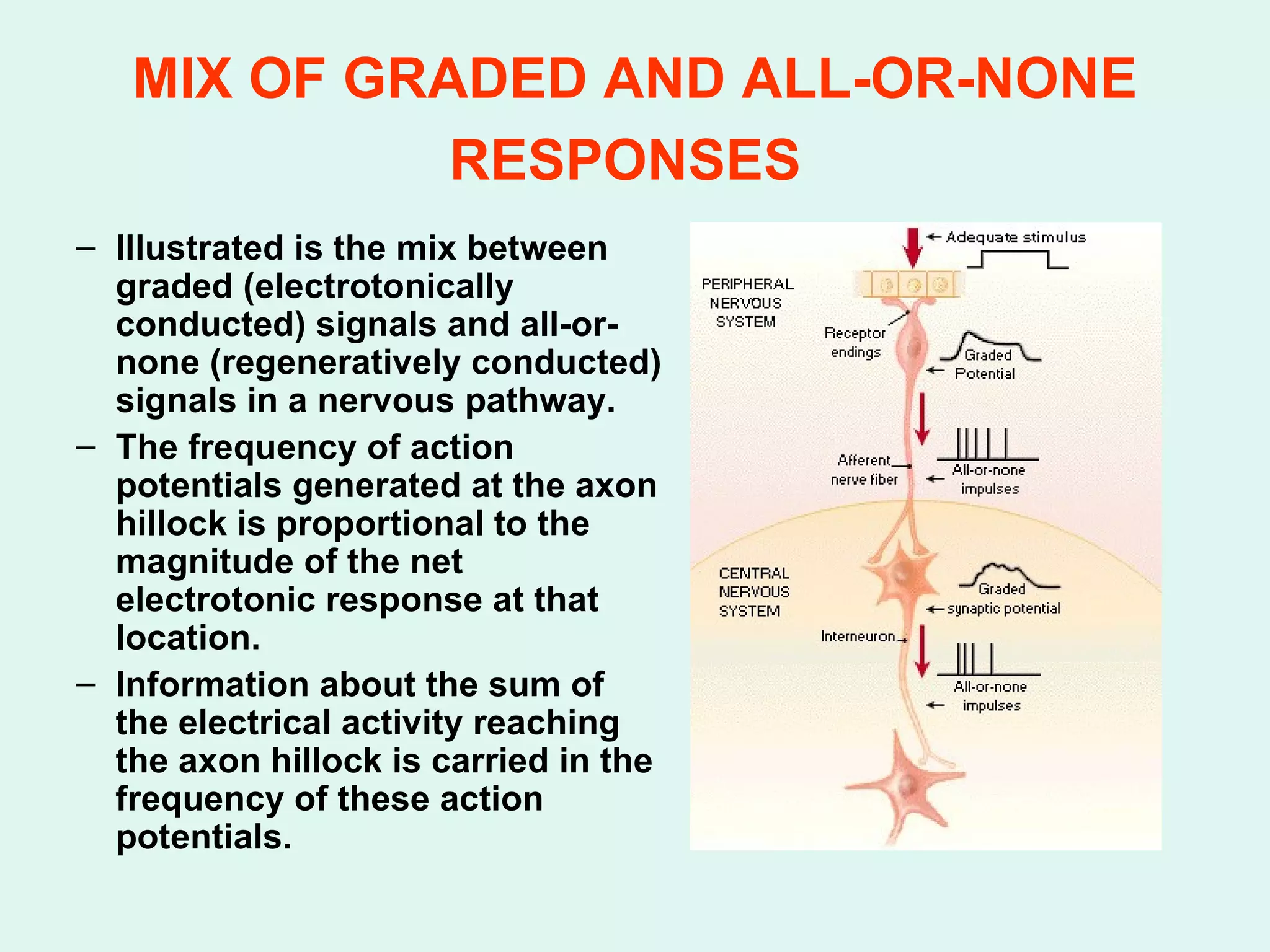 MIX OF GRADED AND ALL-OR-NONE RESPONSES   Illustrated is the mix between graded (electrotonically conducted) signals and all-or-none (regeneratively conducted) signals in a nervous pathway. The frequency of action potentials generated at the axon hillock is proportional to the magnitude of the net electrotonic response at that location. Information about the sum of the electrical activity reaching the axon hillock is carried in the frequency of these action potentials. 