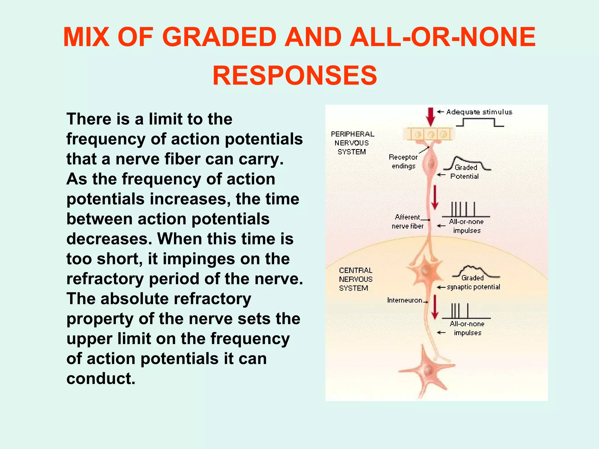 MIX OF GRADED AND ALL-OR-NONE RESPONSES   There is a limit to the frequency of action potentials that a nerve fiber can carry. As the frequency of action potentials increases, the time between action potentials decreases. When this time is too short, it impinges on the refractory period of the nerve. The absolute refractory property of the nerve sets the upper limit on the frequency of action potentials it can conduct. 