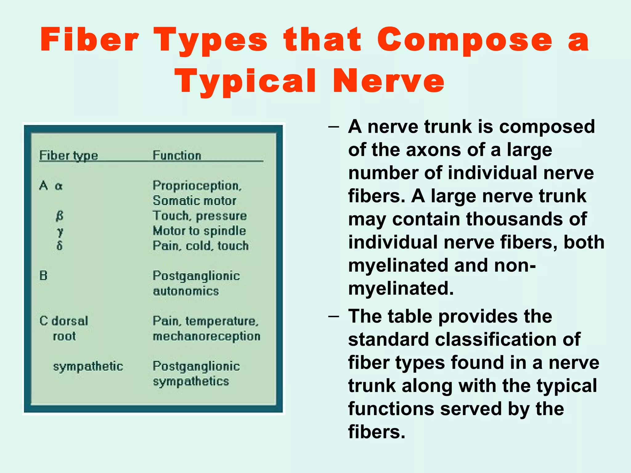Fiber Types that Compose a Typical Nerve   A nerve trunk is composed of the axons of a large number of individual nerve fibers. A large nerve trunk may contain thousands of individual nerve fibers, both myelinated and non-myelinated. The table provides the standard classification of fiber types found in a nerve trunk along with the typical functions served by the fibers. 