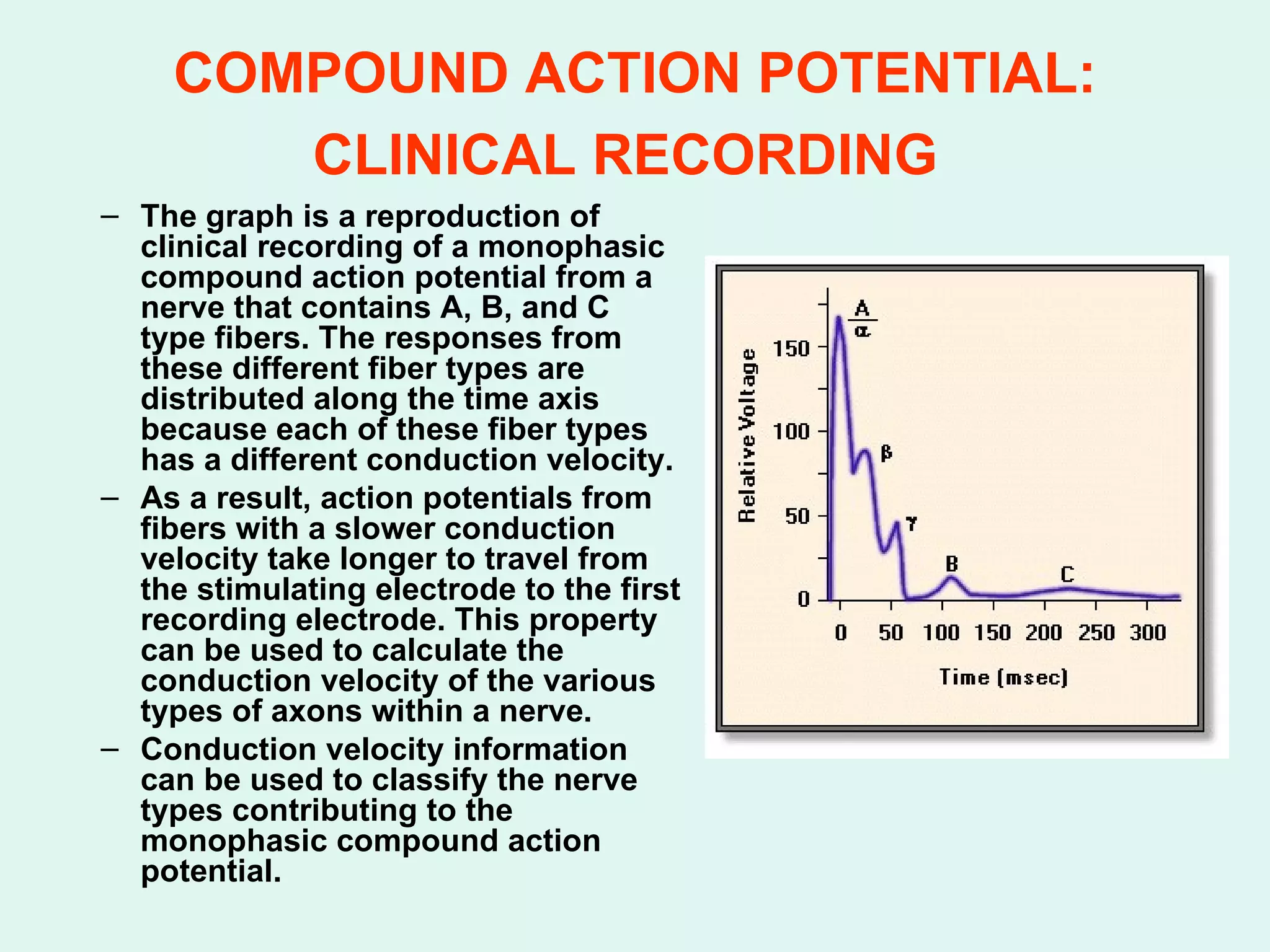 COMPOUND ACTION POTENTIAL: CLINICAL RECORDING   The graph is a reproduction of clinical recording of a monophasic compound action potential from a nerve that contains A, B, and C type fibers. The responses from these different fiber types are distributed along the time axis because each of these fiber types has a different conduction velocity. As a result, action potentials from fibers with a slower conduction velocity take longer to travel from the stimulating electrode to the first recording electrode. This property can be used to calculate the conduction velocity of the various types of axons within a nerve. Conduction velocity information can be used to classify the nerve types contributing to the monophasic compound action potential. 