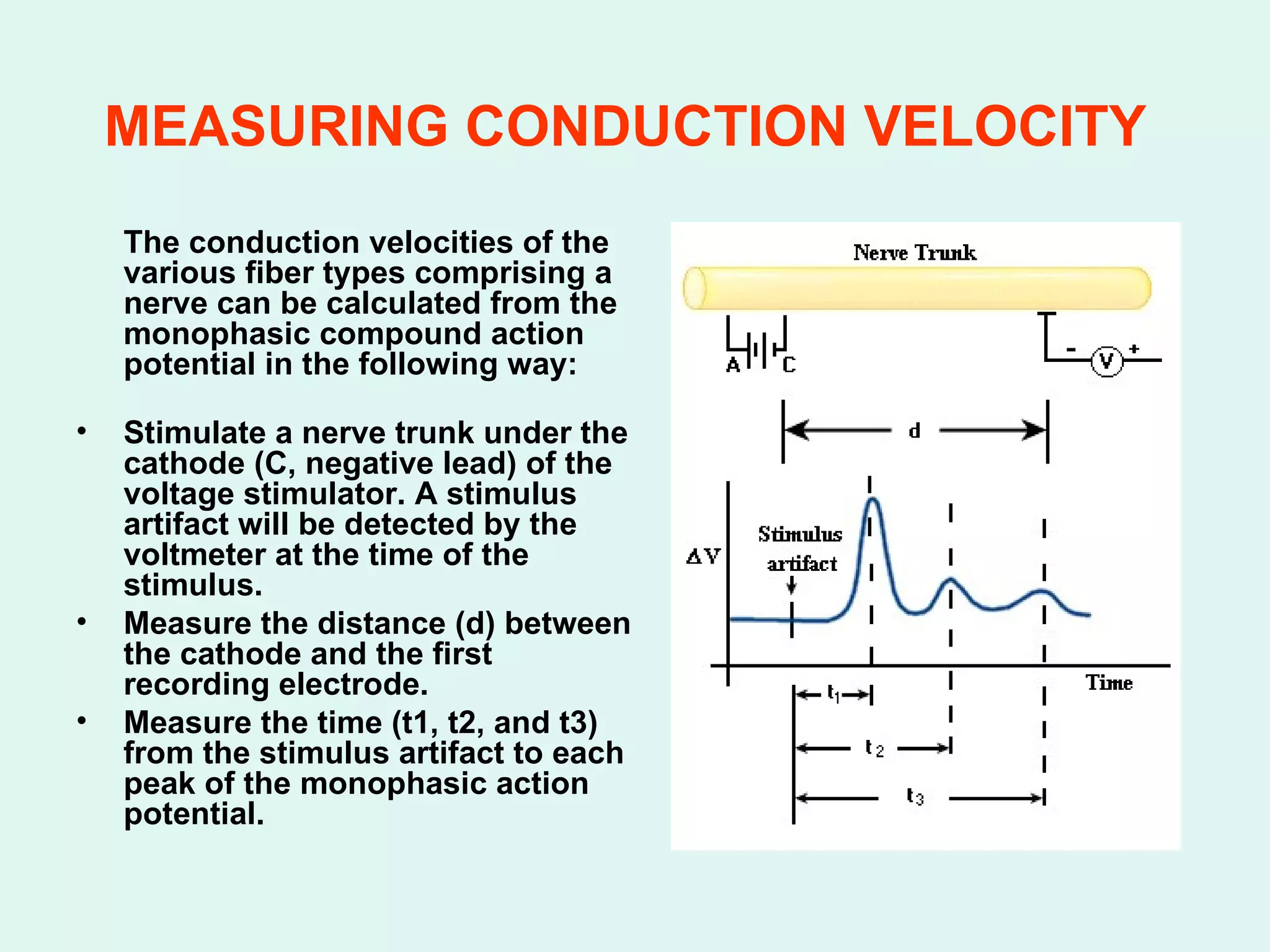 MEASURING CONDUCTION VELOCITY   The conduction velocities of the various fiber types comprising a nerve can be calculated from the monophasic compound action potential in the following way:  Stimulate a nerve trunk under the cathode (C, negative lead) of the voltage stimulator. A stimulus artifact will be detected by the voltmeter at the time of the stimulus.  Measure the distance (d) between the cathode and the first recording electrode.  Measure the time (t1, t2, and t3) from the stimulus artifact to each peak of the monophasic action potential.  
