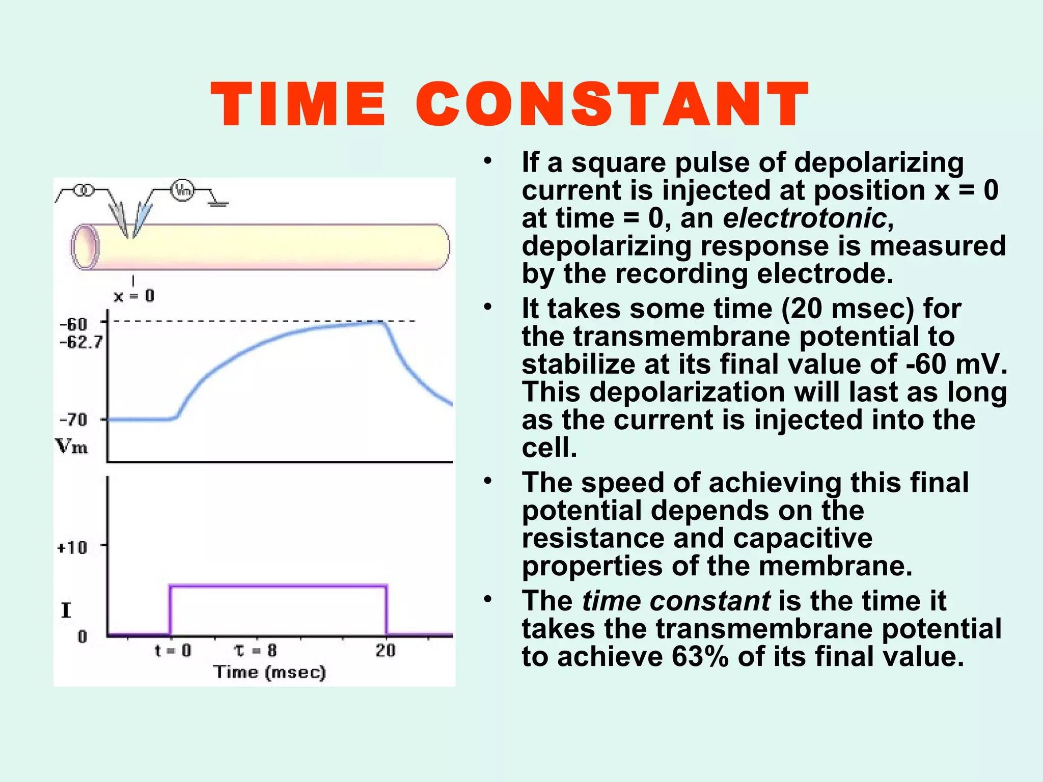 TIME CONSTANT   If a square pulse of depolarizing current is injected at position x = 0 at time = 0, an  electrotonic , depolarizing response is measured by the recording electrode. It takes some time (20 msec) for the transmembrane potential to stabilize at its final value of -60 mV. This depolarization will last as long as the current is injected into the cell. The speed of achieving this final potential depends on the resistance and capacitive properties of the membrane. The  time constant  is the time it takes the transmembrane potential to achieve 63% of its final value. 