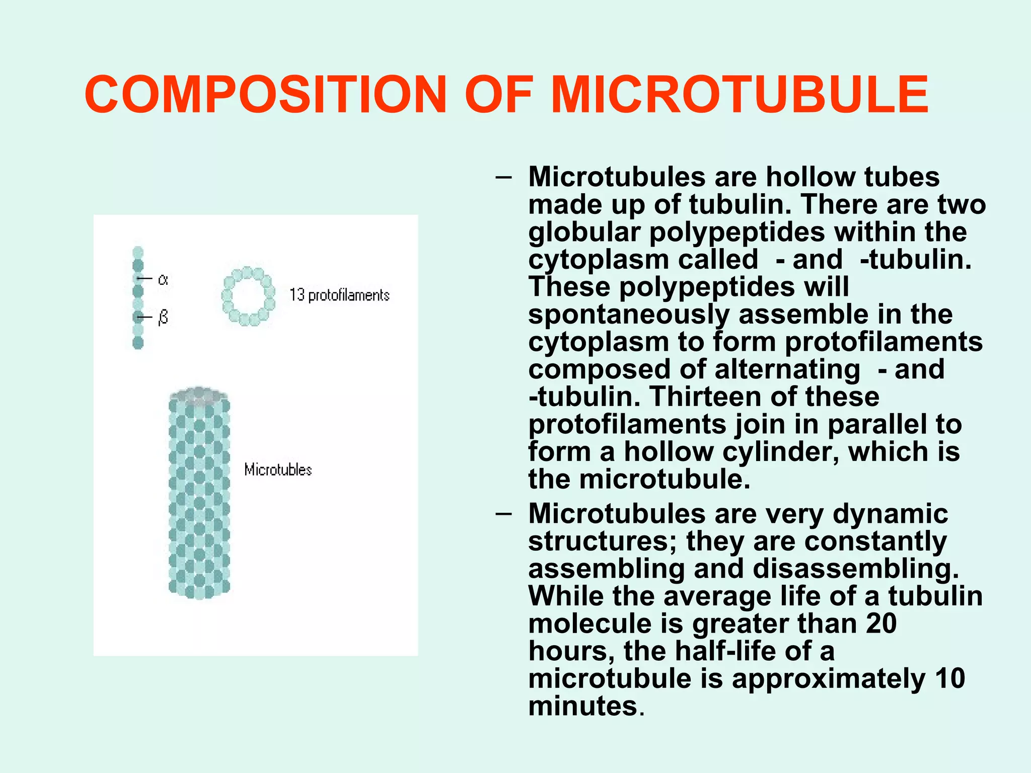 COMPOSITION OF MICROTUBULE   Microtubules are hollow tubes made up of tubulin. There are two globular polypeptides within the cytoplasm called  - and  -tubulin. These polypeptides will spontaneously assemble in the cytoplasm to form protofilaments composed of alternating  - and  -tubulin. Thirteen of these protofilaments join in parallel to form a hollow cylinder, which is the microtubule. Microtubules are very dynamic structures; they are constantly assembling and disassembling. While the average life of a tubulin molecule is greater than 20 hours, the half-life of a microtubule is approximately 10 minutes . 