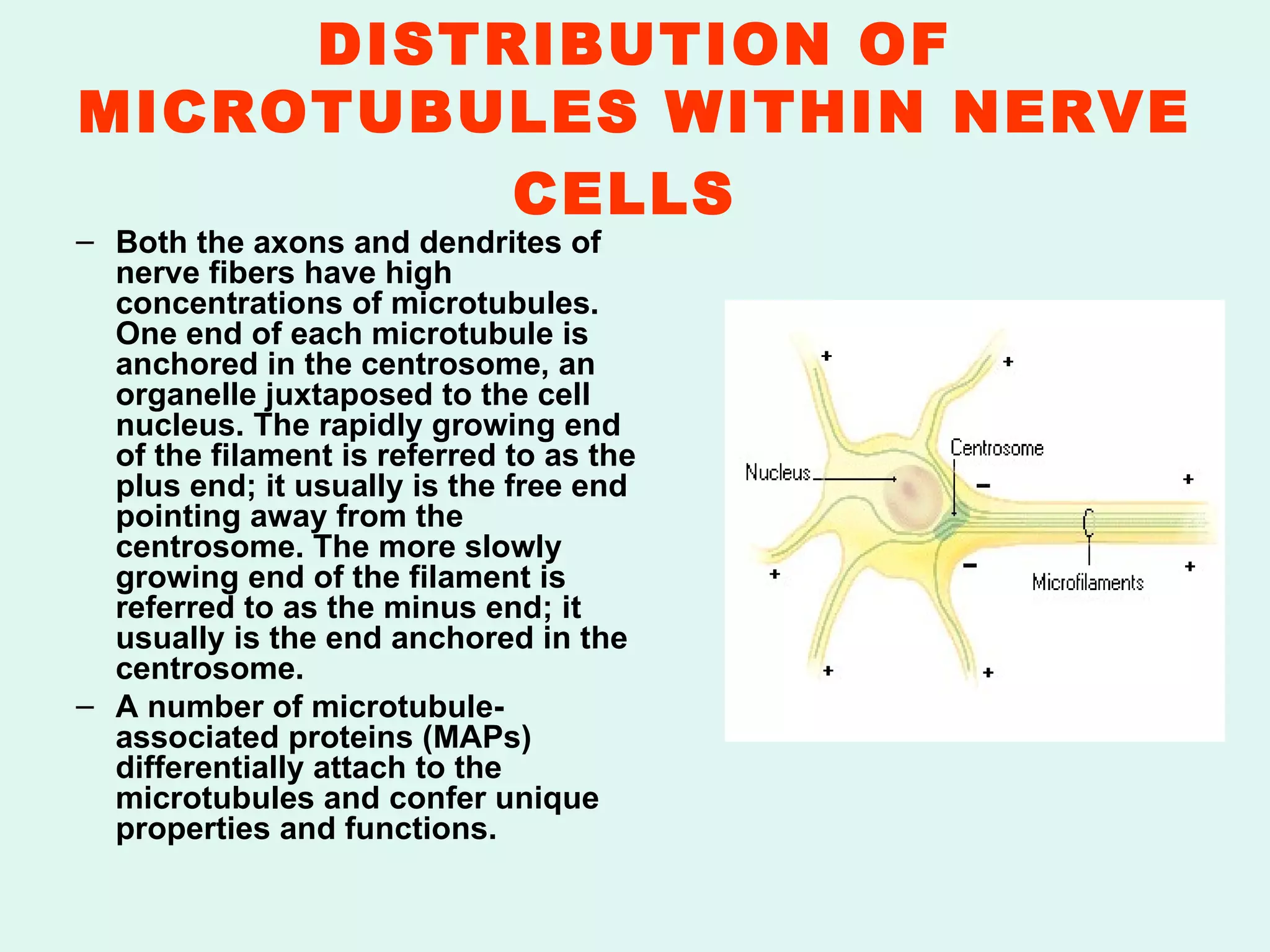 DISTRIBUTION OF MICROTUBULES WITHIN NERVE CELLS   Both the axons and dendrites of nerve fibers have high concentrations of microtubules. One end of each microtubule is anchored in the centrosome, an organelle juxtaposed to the cell nucleus. The rapidly growing end of the filament is referred to as the plus end; it usually is the free end pointing away from the centrosome. The more slowly growing end of the filament is referred to as the minus end; it usually is the end anchored in the centrosome. A number of microtubule-associated proteins (MAPs) differentially attach to the microtubules and confer unique properties and functions.  