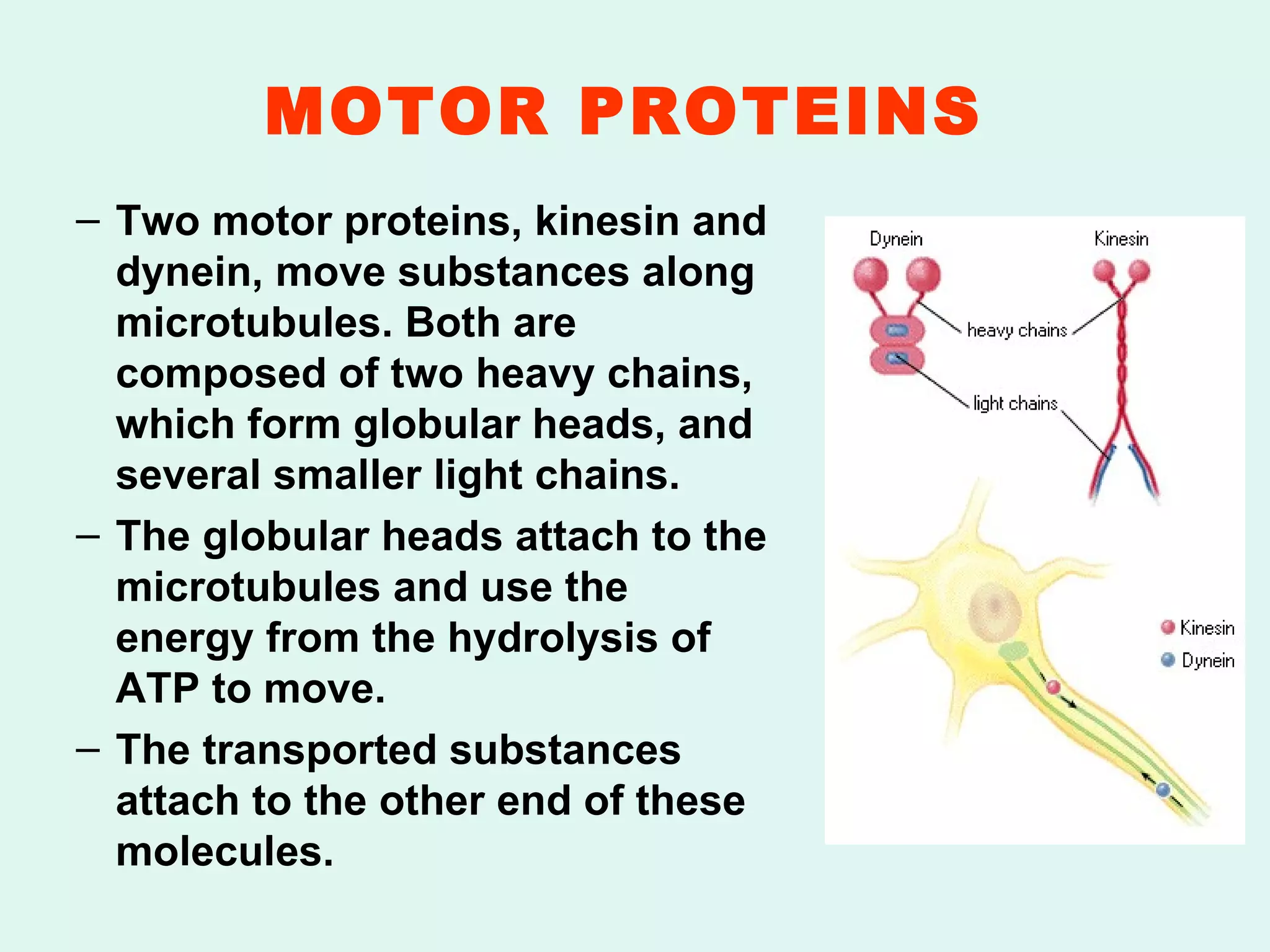 MOTOR PROTEINS   Two motor proteins, kinesin and dynein, move substances along microtubules. Both are composed of two heavy chains, which form globular heads, and several smaller light chains. The globular heads attach to the microtubules and use the energy from the hydrolysis of ATP to move. The transported substances attach to the other end of these molecules.  