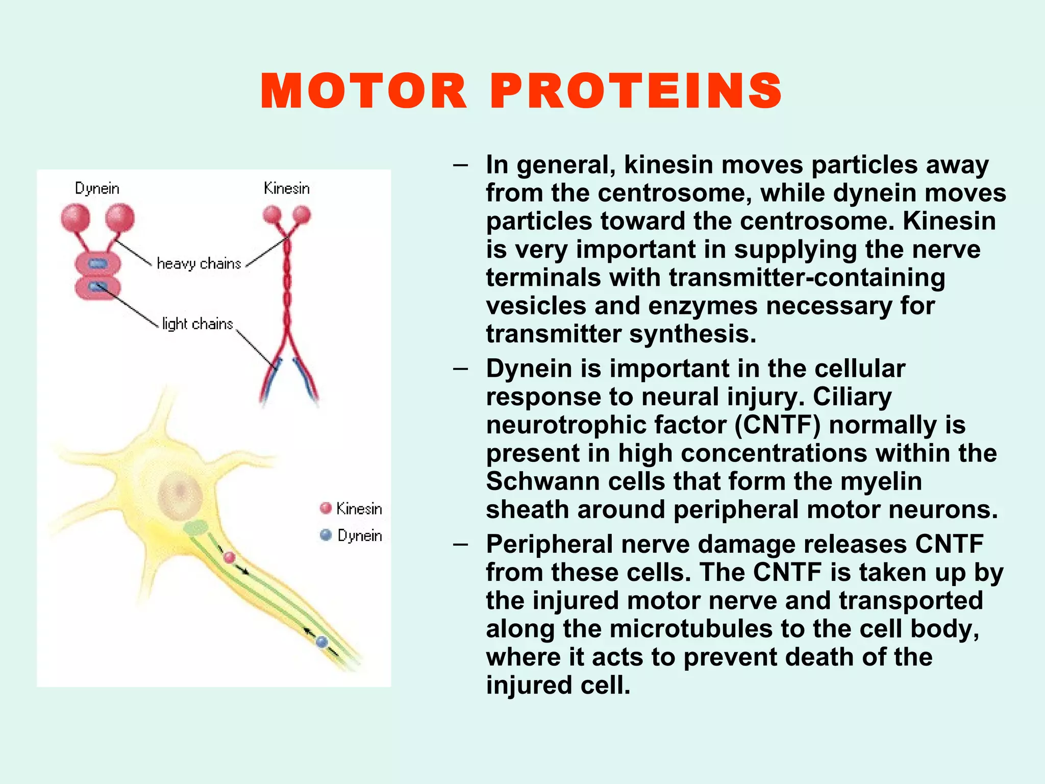 MOTOR PROTEINS In general, kinesin moves particles away from the centrosome, while dynein moves particles toward the centrosome. Kinesin is very important in supplying the nerve terminals with transmitter-containing vesicles and enzymes necessary for transmitter synthesis. Dynein is important in the cellular response to neural injury. Ciliary neurotrophic factor (CNTF) normally is present in high concentrations within the Schwann cells that form the myelin sheath around peripheral motor neurons. Peripheral nerve damage releases CNTF from these cells. The CNTF is taken up by the injured motor nerve and transported along the microtubules to the cell body, where it acts to prevent death of the injured cell. 