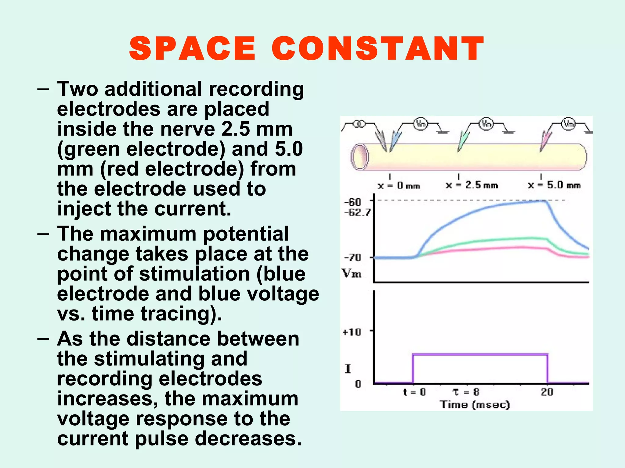 SPACE CONSTANT   Two additional recording electrodes are placed inside the nerve 2.5 mm (green electrode) and 5.0 mm (red electrode) from the electrode used to inject the current. The maximum potential change takes place at the point of stimulation (blue electrode and blue voltage vs. time tracing). As the distance between the stimulating and recording electrodes increases, the maximum voltage response to the current pulse decreases. 