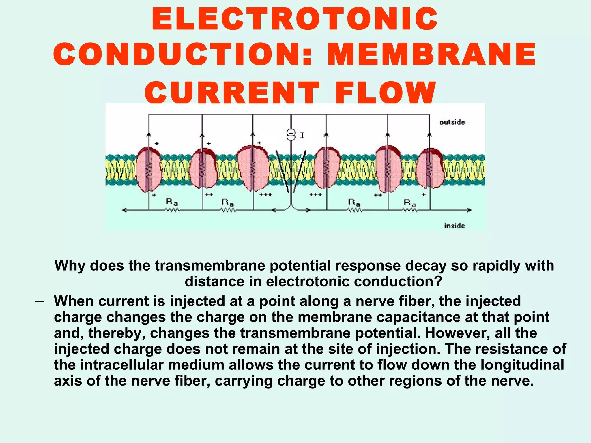 ELECTROTONIC CONDUCTION: MEMBRANE CURRENT FLOW   Why does the transmembrane potential response decay so rapidly with distance in electrotonic conduction? When current is injected at a point along a nerve fiber, the injected charge changes the charge on the membrane capacitance at that point and, thereby, changes the transmembrane potential. However, all the injected charge does not remain at the site of injection. The resistance of the intracellular medium allows the current to flow down the longitudinal axis of the nerve fiber, carrying charge to other regions of the nerve. 