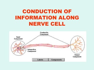 CONDUCTION OF INFORMATION ALONG NERVE CELL 