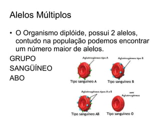 Alelos Múltiplos O Organismo diplóide, possui 2 alelos, contudo na população podemos encontrar um número maior de alelos. GRUPO  SANGÜÍNEO  ABO 