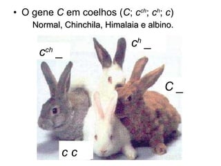 O gene  C  em coelhos ( C ;  c ch ;  c h ;  c ) Normal, Chinchila, Himalaia e albino. c c C _ c ch  _ c h  _ 