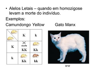 Alelos Letais – quando em homozigose levam a morte do indivíduo. Exemplos:  Camundongo  Yellow   Gato Manx M L M 