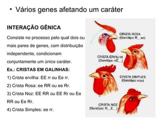 Vários genes afetando um caráter INTERAÇÃO GÊNICA  Consiste no processo pelo qual dois ou mais pares de genes, com distribuição independente, condicionam conjuntamente um único caráter. Ex.: CRISTAS EM GALINHAS: 1) Crista ervilha: EE rr ou Ee rr. 2) Crista Rosa: ee RR ou ee Rr. 3) Crista Noz: EE RR ou EE Rr ou Ee RR ou Ee Rr. 4) Crista Simples: ee rr.  