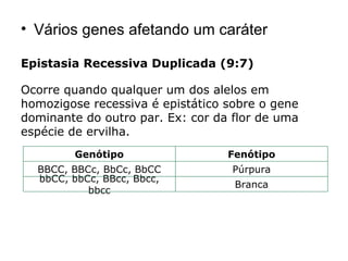 Vários genes afetando um caráter Epistasia Recessiva Duplicada (9:7) Ocorre quando qualquer um dos alelos em homozigose recessiva é epistático sobre o gene dominante do outro par. Ex: cor da flor de uma espécie de ervilha.    Genótipo Fenótipo BBCC, BBCc, BbCc, BbCC Púrpura bbCC, bbCc, BBcc, Bbcc, bbcc Branca 