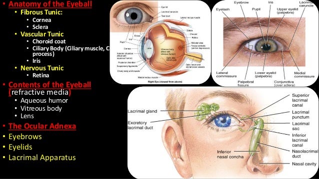 Anatomy of the eye: Eyeball, tunics and layers of the eye, and