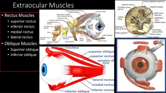 2 eye bony orbic and ball
