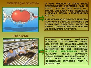 MODIFICAÇÃO GENÉTICA O PEIXE ORIUNDO DE ÁGUAS FRIAS, GENETICAMENTE PREPARADO PARA O EFEITO, CEDE OS SEUS GENES AO  TOMATE, QUE PASSA A SER RESISTENTE À GEADA E, MESMO, A TEMPERATURAS ATÉ -4 ºC. ESTA MODIFICAÇÃO GENÉTICA PERMITE A PLANTAÇÃO DO TOMATE MAIS CEDO E EM CLIMAS MAIS RIGOROSOS. DEPOIS DA APANHA, O TOMATE CONSERVA-SE RIJO E VIÇOSO DURANTE MAIS TEMPO. HIDROPONIA ALGUMAS CULTURAS AGRÍCOLAS, SOBRETUDO AS HERBÁCEAS, PODEM SER FEITAS EM SOLUÇÕES AQUOSAS QUE FORNECEM ÀS PLANTAS TODOS OS NUTRIENTES DE QUE NECESSITAM  (CULTURAS HIDROPÓNICAS ). ESTAS CULTURAS TÊM-SE EXPANDIDO, PRINCIPALMENTE, NAS REGIÕES ONDE O SOLO ARÁVEL É ESCASSO OU CONSIDERADO IMPRÓPRIO PARA A AGRICULTURA. 