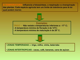 A TEMPERATURA   influencia a fotossíntese, a respiração e a transpiração das plantas. Cada espécie agrícola tem um limite de tolerância para lá do qual podem morrer . Exemplos: TRIGO —  Não resiste a temperaturas inferiores a - 17° C; - A temperatura mínima de floração é de 14°C; - A temperatura mínima de maturação é de 20° C. ZONAS TEMPERADAS  — trigo, milho, vinha, beterraba ZONAS INTERTROPICAIS  - cacau, café, bananas, cana de açúcar. 