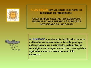 A LUZ SOLAR  tem um papel importante na realização da fotossíntese.  CADA ESPÉCIE VEGETAL TEM EXIGÊNCIAS PRÓPRIAS NO QUE RESPEITA À DURAÇÃO E INTENSIDADE DA LUZ SOLAR. A HUMIDADE  é o elemento fertilizador da terra e dissolve os sais minerais do solo para que estes possam ser assimilados pelas plantas. As exigências de água variam com as espécies agrícolas e com as fases do seu ciclo evolutivo. 