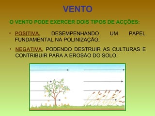 VENTO O VENTO PODE EXERCER DOIS TIPOS DE ACÇÕES: POSITIVA ,  DESEMPENHANDO UM PAPEL FUNDAMENTAL NA POLINIZAÇÃO; NEGATIVA ,  PODENDO DESTRUIR AS CULTURAS E CONTRIBUIR PARA A EROSÃO DO SOLO. 