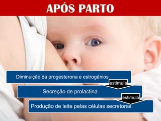 Lactação




   Diminuição da progesterona e estrogénios
                                              estimula
              Secreção de prolactina
                                                   estimula

         Produção de leite pelas células secretoras
                                                          IL 2012
 