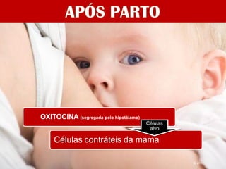 Lactação




      OXITOCINA (segregada pelo hipotálamo)
                                              Células
                                               alvo

           Células contráteis da mama

                                                        IL 2012
 