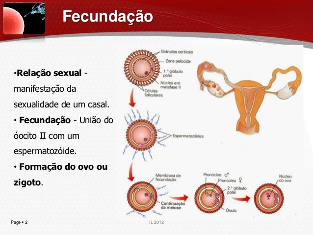 fecundação, gravidez e início da vida
