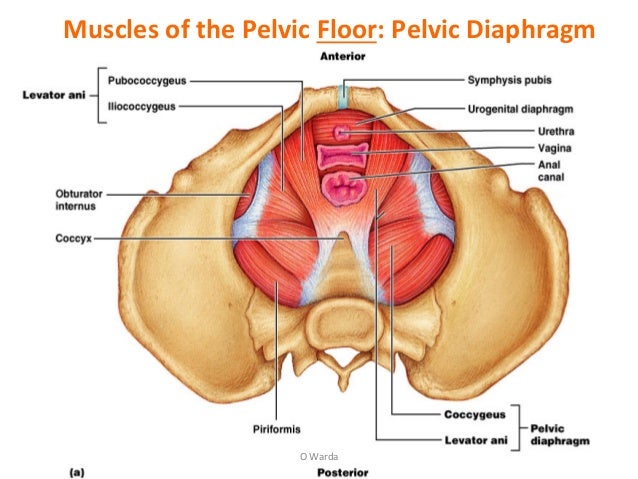 2 Female Pelvic Anatomy Warda Part 2