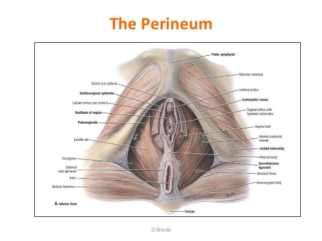 2 Female Pelvic Anatomy Warda Part 2